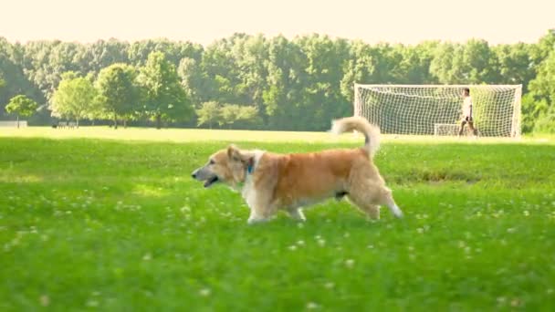 Собака Прыгает Берет Палку Парке Собакой Тренер Владелец — стоковое видео