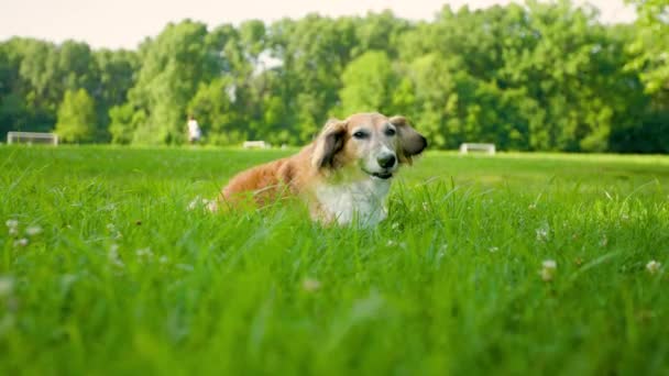 Szczęśliwy Zdrowy Pies Nieśności Siedzi Polu Parku — Wideo stockowe