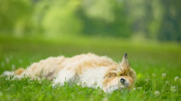 Uroczy Pies Leżący Green Grass Parku — Wideo stockowe