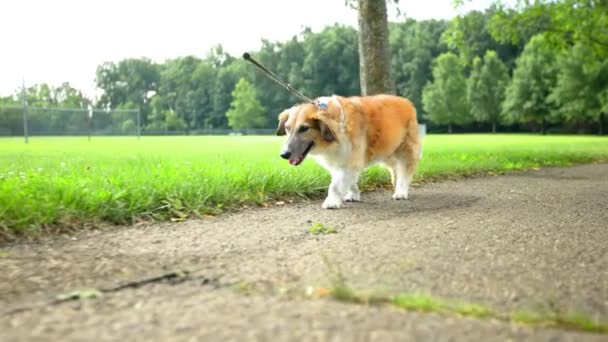 Cão Sênior Vai Uma Caminhada Com Trela Para Exercício Saudável — Vídeo de Stock