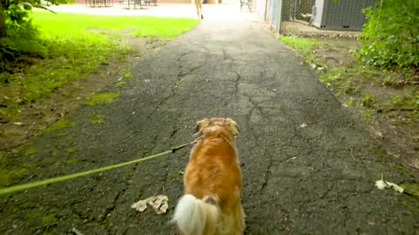 Koiran Sprinting Kävely Polulla Puistossa Talutushihnassa — kuvapankkivideo