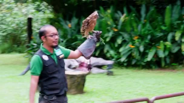Hayvanat Bahçesi Bakıcısı Antrenörü Elinde Baykuşla Halka Hayvanları Anlatıyor — Stok video