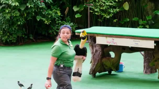 Тренер Вместе Дрессировкой Животных Большом Зоопарке — стоковое видео