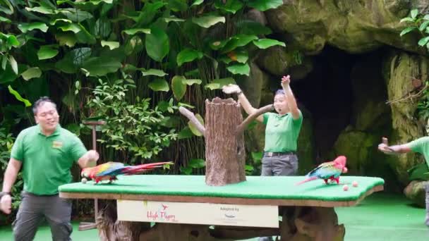 Trainerin Führt Gemeinsam Mit Tierdressur Show Großen Zoo Auf — Stockvideo