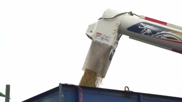 Tembakan Jarak Dekat Dari Pemanen Menggabungkan Panen Padi Dalam Truk — Stok Video