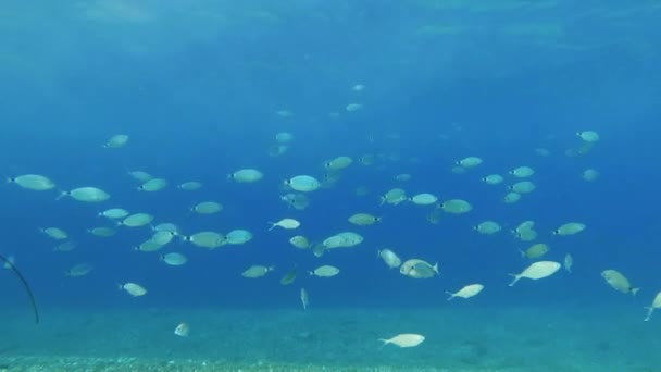 Постоянный Снимок Множества Рыб Окружающих Камеру Морская Жизнь Снятая Рифе — стоковое видео