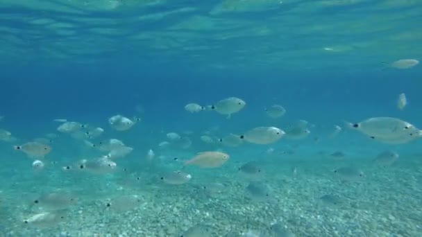 Підводна Панорама Тропічною Рибою Поверхневою Водою Задньому Плані Школа Риб — стокове відео