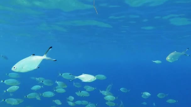 Unterwasserleben Mit Schulschwimmen Vorbei Stetige Kamerafahrt Mit Oberflächenwasser Oberen Teil — Stockvideo