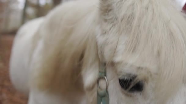 Bílý Kůň Kráčí Lesem Detailní Záběr Oka Hříva Fouká Větru — Stock video