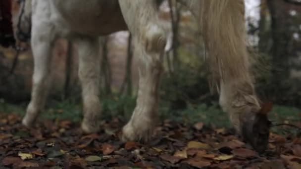 Biały Koń Kroczący Ścieżką Przez Las Zwolnionym Tempie — Wideo stockowe