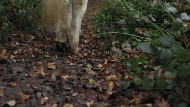 白马在森林的小径上慢慢地走来走去 — 图库视频影像