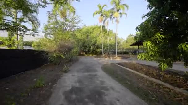 Сонячні Промені Відбиваються Через Тропічне Дерево Великі Зелені Пальми Блакитним — стокове відео