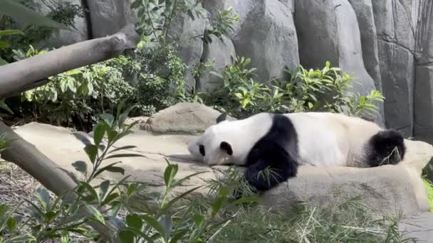 Movimiento Mano Capturando Perezoso Panda Gigante Somnoliento Ailuropoda Melanoleuca Durmiendo — Vídeo de stock