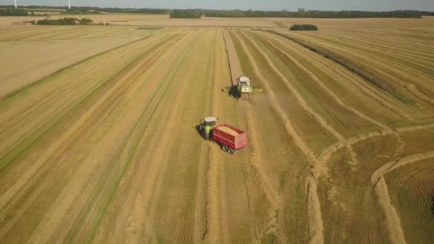 Combinar Cosechadora Tractor Con Remolque Campo Cultivo Durante Cosecha Verano — Vídeo de stock