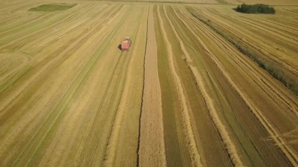 在阳光明媚的夏天 联合收割机把小麦装上卡车 — 图库视频影像