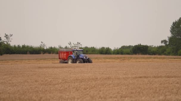 Traktor Auf Dem Feld Wartet Während Der Erntezeit Auf Mähdrescher — Stockvideo