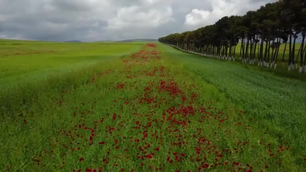 Nederländerna Tulpan Trädgård Holland Azerbajdzjan Baku Med Tanke Grönt Gräs — Stockvideo