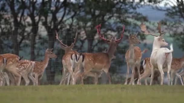 Eén Albino Fallow Deer Herd Grassland Breed — Stockvideo