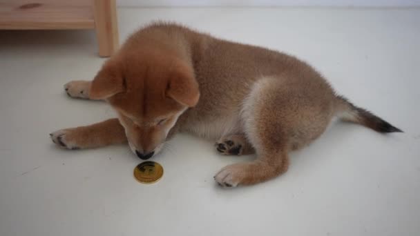 Cubo Shiba Inu Com Símbolo Moeda Ouro Cripto Doge Cãozinho — Vídeo de Stock