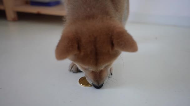 Маля Шиба Іну Грає Дожем Криптото Золотою Монетою Собака Криптовалют — стокове відео