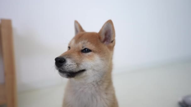 Lustiges Shiba Inu Jungtier Lächelnd Welpenporträt Eines Süßen Hundes Gähnt — Stockvideo