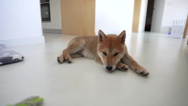 石坝因努的幼崽在房子的地板上休息 可爱的小狗躺在家里的地上4K — 图库视频影像