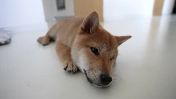 Shiba Inu Cub Resting House Floor Close Shot Cute Puppy — 비디오
