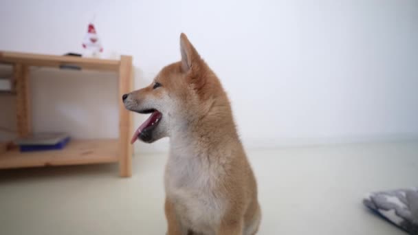 面白い芝犬の赤ちゃん笑顔 スローモーション4Kでかわいい犬の子犬の肖像画 幸せと愛らしい犬で舌アウト — ストック動画
