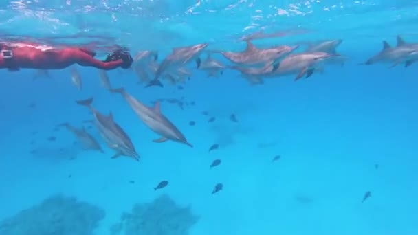 紅海のサンゴ礁でイルカの群れを撮影ダイバー — ストック動画