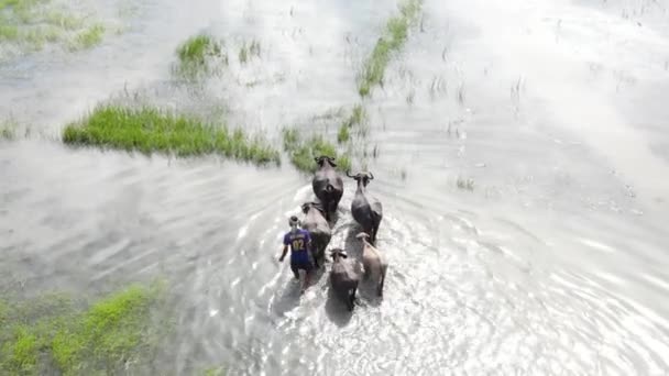 Farmer Herding Cattle Water Flooded Paddy Field Aerial View — Vídeos de Stock