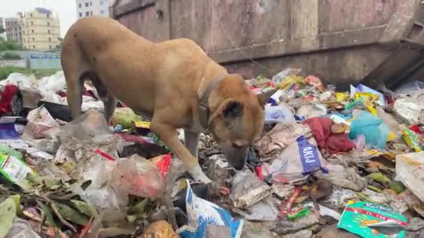 Собака Ест Мясо Мусорного Лома Свалке Городских Отходов Концепция Голода — стоковое видео