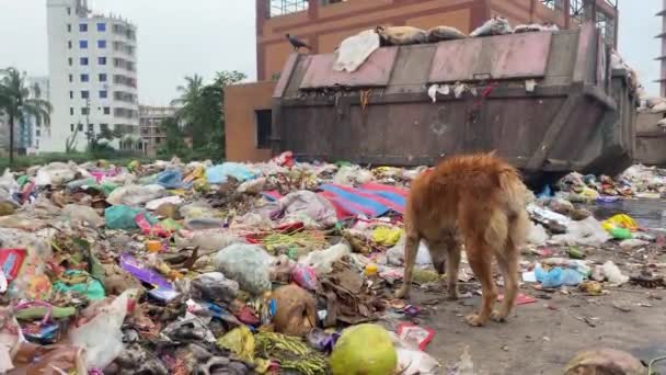 狗吃城市垃圾填埋场的腐烂食物 环境污染概念 — 图库视频影像