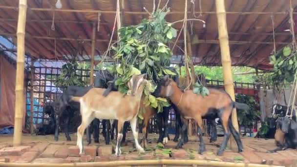 Bangladeş Bir Çiftlik Kulübesinde Yaprak Yiyen Siyah Bengal Keçileri Statik — Stok video