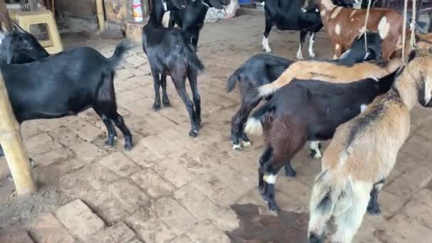 Black Bengal Goats Sale Butcher Farm Shop Bangladesh Tied Rope — Video