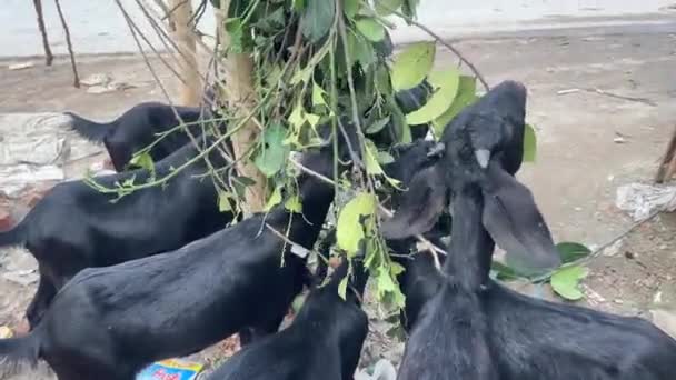 Black Bengal Goats Eating Hanged Jackfruit Leaves Group Bangladesh — Video