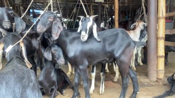 Чёрные Бенгальские Козы Продажу Мясной Лавке Бангладеш Связанный Веревкой Кастрюля — стоковое видео