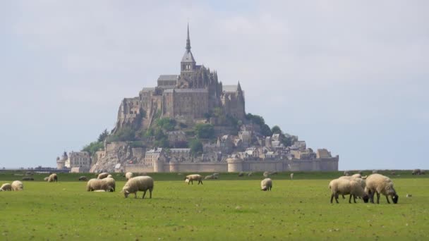 Ovce Chůze Jíst Pastvině Mont Saint Michel Pozadí — Stock video