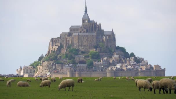 Ovce Pasoucí Mont Saint Michel Island Pozadí Normandie Francie — Stock video