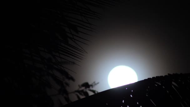 하와이 야자나무 보름달이 떠오릅니다 — 비디오