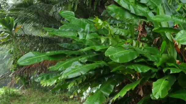 暴雨期间中等数量的绿色大黄香蕉叶 — 图库视频影像