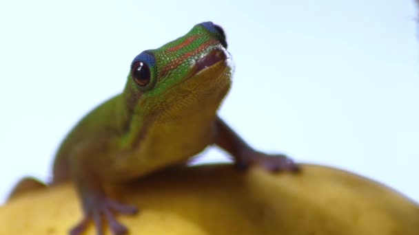 Zbliżenie Złoty Pył Dzień Gecko Patrząc Wokół Aktywnie Niebieskim Okiem — Wideo stockowe