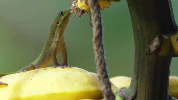 Gold Dust Day Gecko Reaches Tall Eats Quince Fruit Continuously — Stock Video