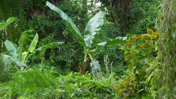 Pojedynczy Duży Liść Liścia Banana Stoi Wysoki Hawajskim Lesie Big — Wideo stockowe