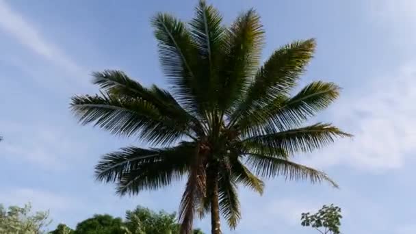 Промежуток Времени Одинокой Пальмы Ветреный День Большом Острове Гавайи — стоковое видео