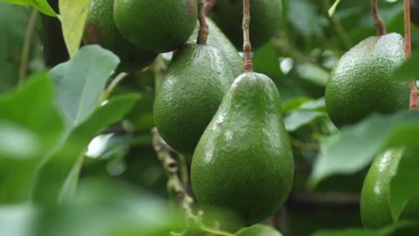 Ein Bündel Lebendiger Und Grüner Avocados Wächst Auf Einem Baum — Stockvideo