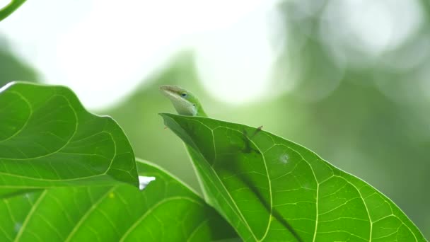 Zielona Jaszczurka Hawajów Spogląda Spoczywa Zielonym Liściu — Wideo stockowe