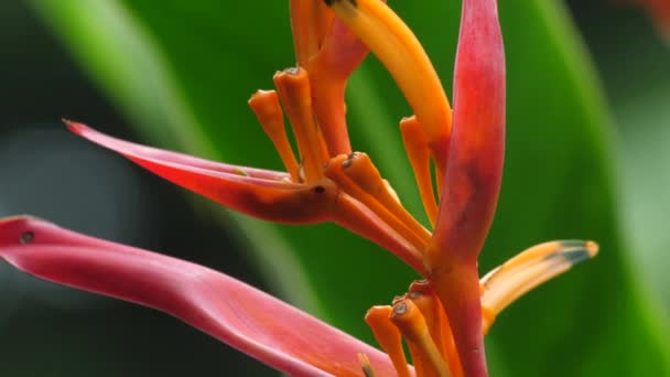 Small Black Ant Races Heliconia Lobster Claw Vibrant Red Orange — Stock Video