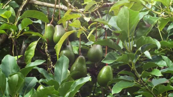 Gruppe Von Avocados Wächst Wald Auf Hawaii Big Island — Stockvideo