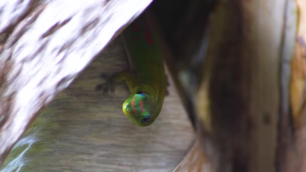 Zielony Gecko Patrzy Kamerę Góry Nogami Natychmiast Skacze — Wideo stockowe