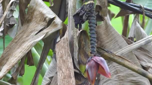 Hawaii Olgunlaşmamış Meyveli Muz Ağacı — Stok video